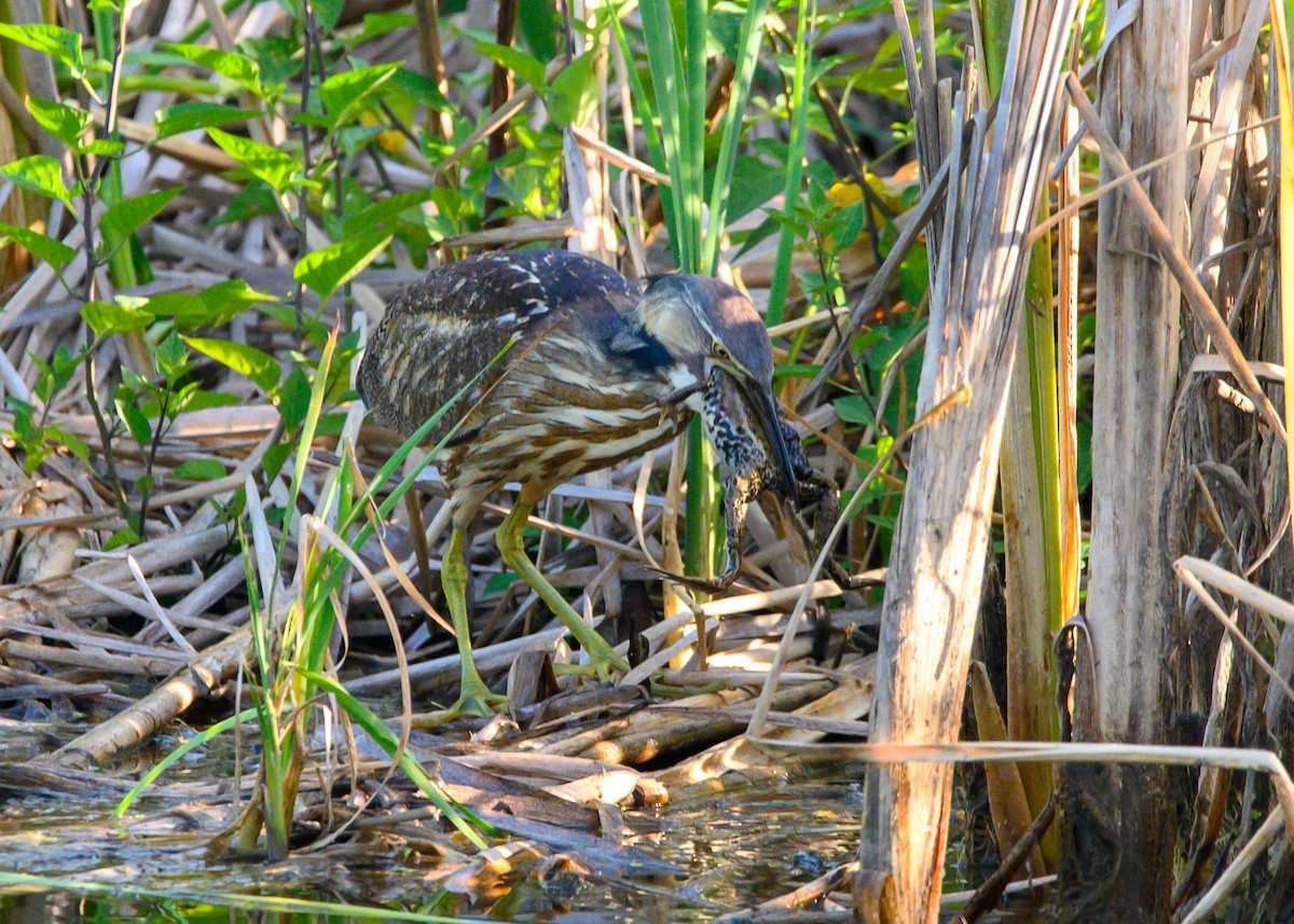 American Bittern - ML638023173
