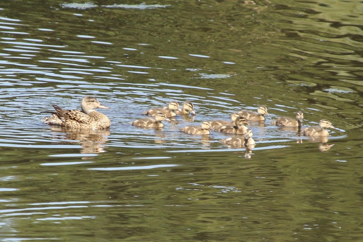 Gadwall - ML638023181