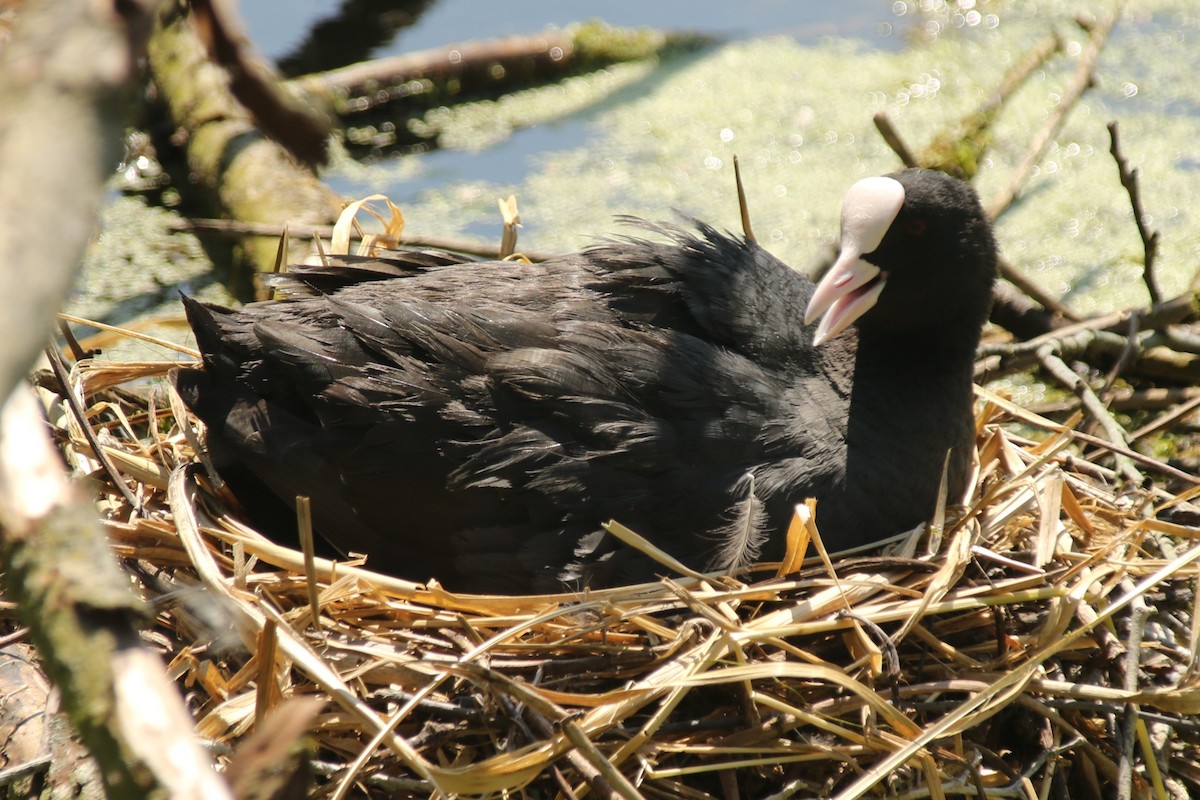 Eurasian Coot - ML638023187