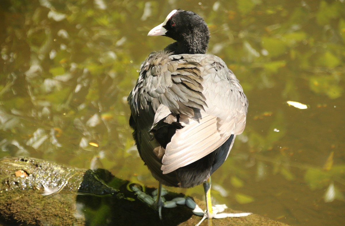 Eurasian Coot - ML638023188
