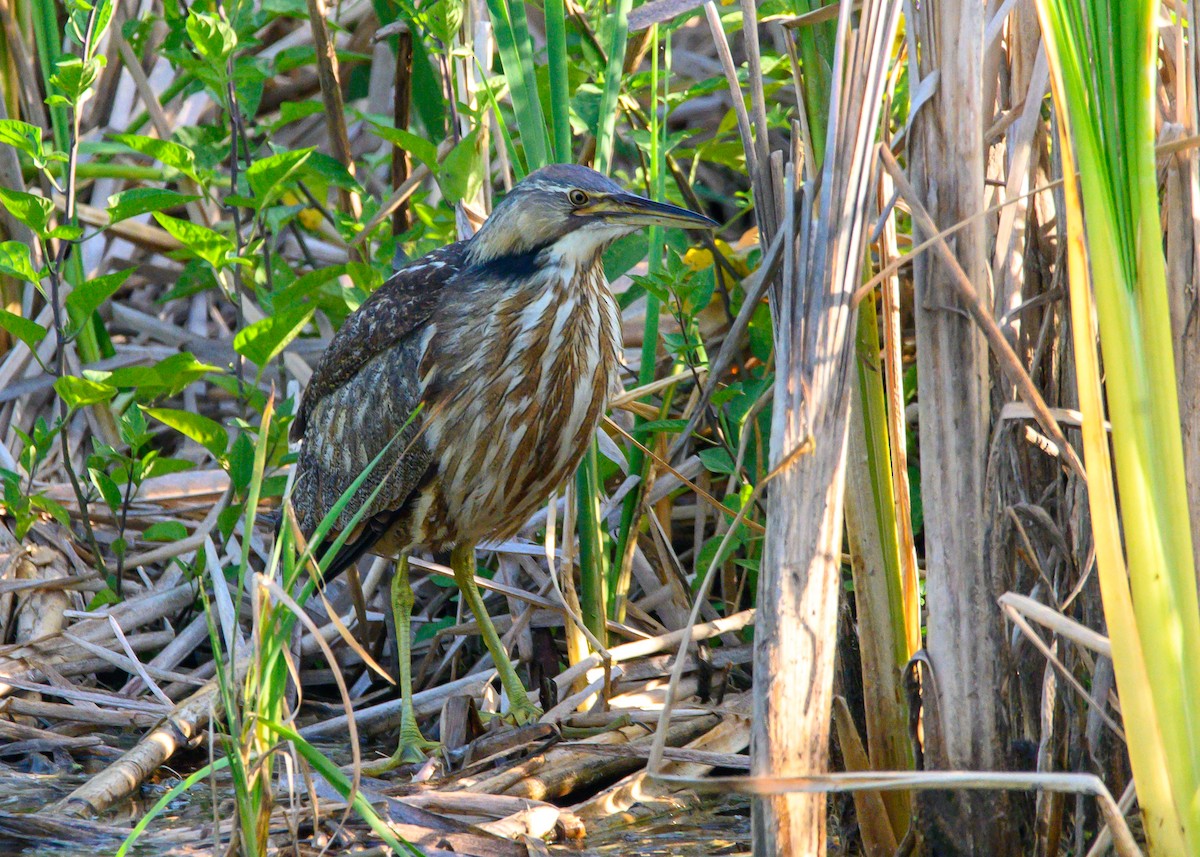 American Bittern - ML638023203