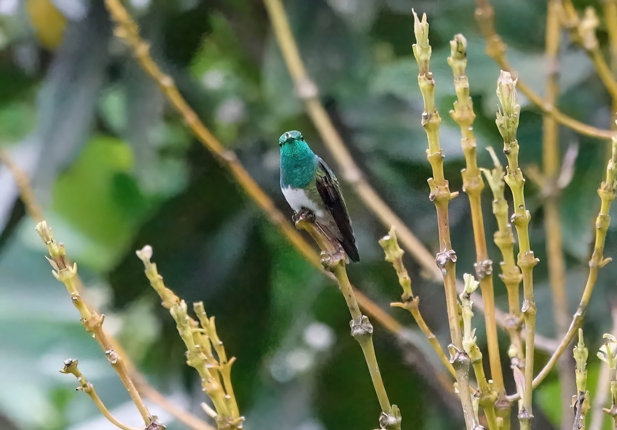 Snowy-bellied Hummingbird - ML638023221
