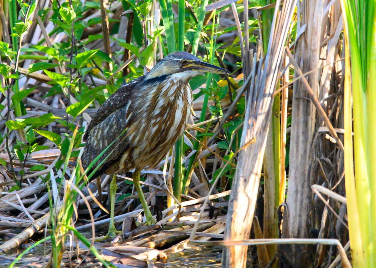 American Bittern - ML638023222