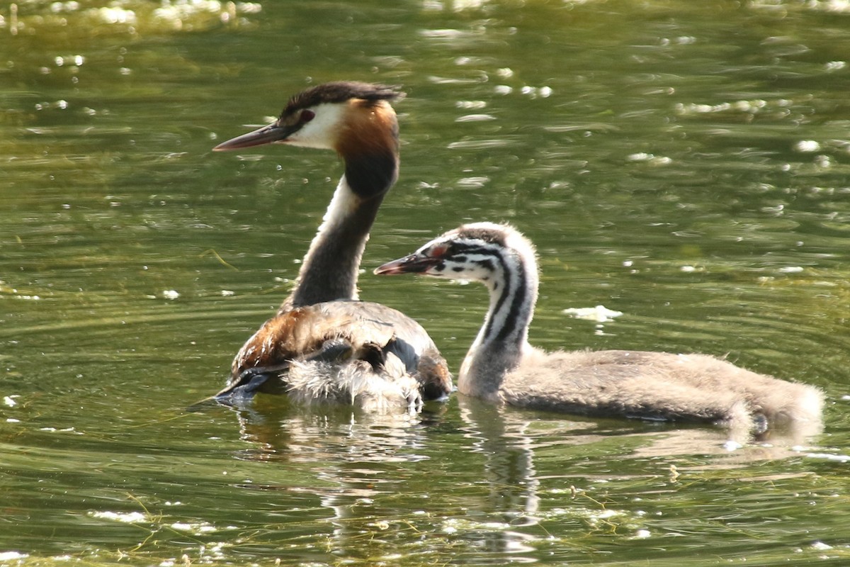 Great Crested Grebe - ML638023223