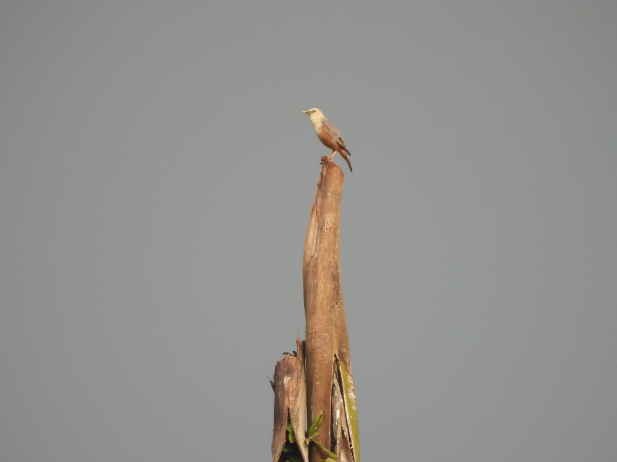 Malabar Starling - ML638023227