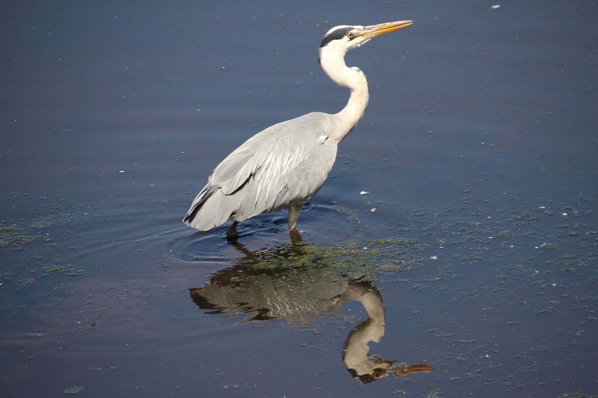 Gray Heron - ML638023235