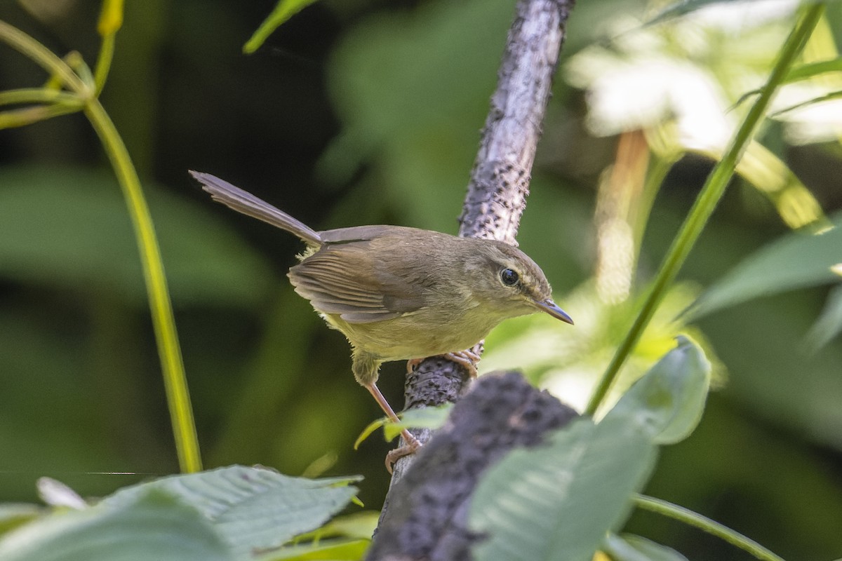 Brownish-flanked Bush Warbler - ML638023239