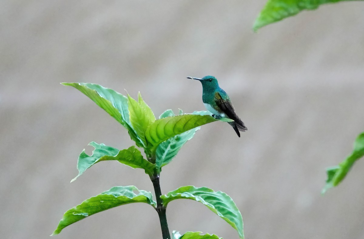 Snowy-bellied Hummingbird - ML638023242