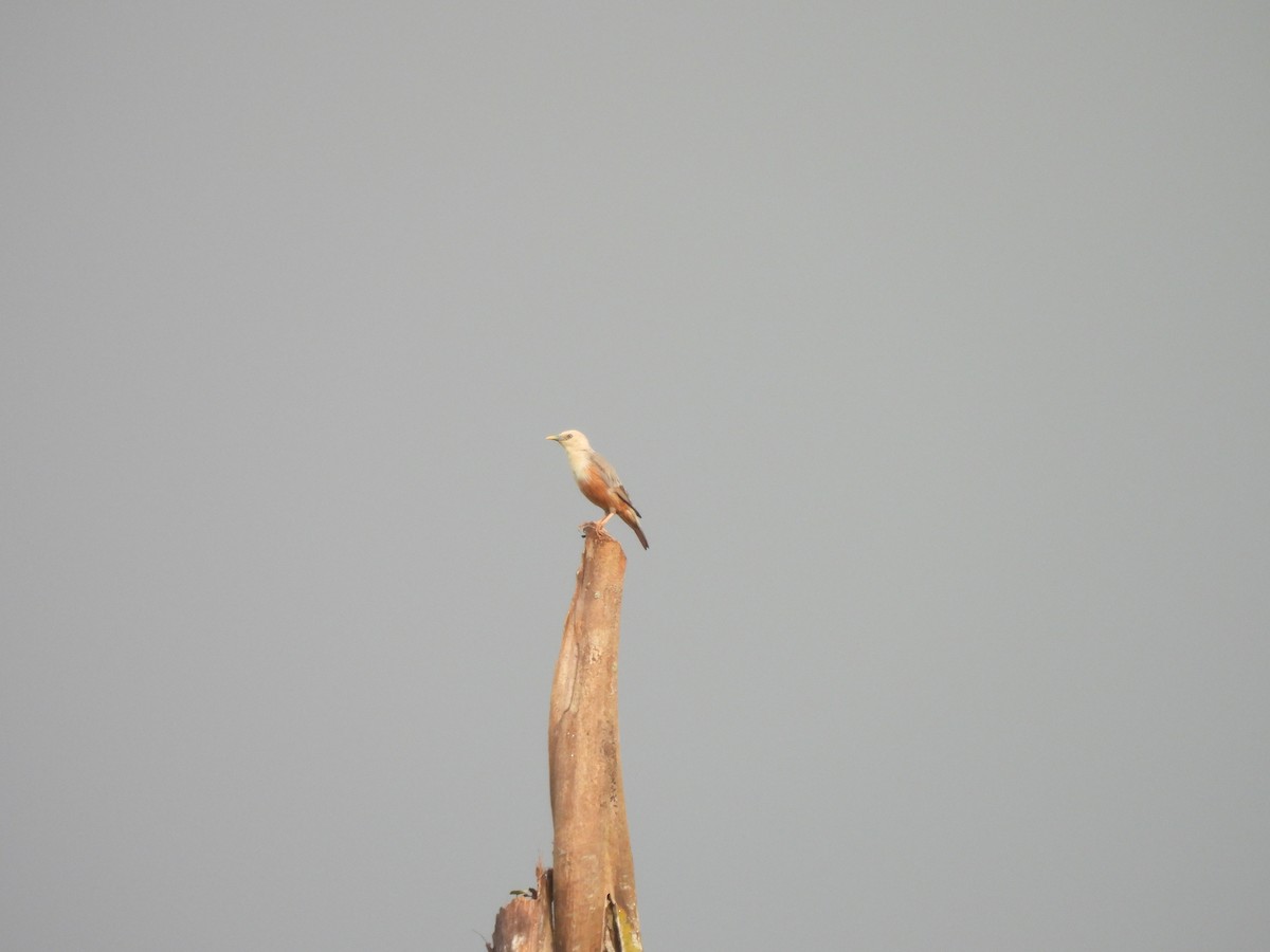 Malabar Starling - ML638023245