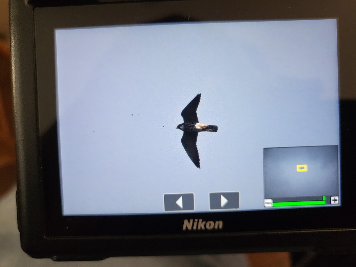 Шууман шонхор - ML638023313