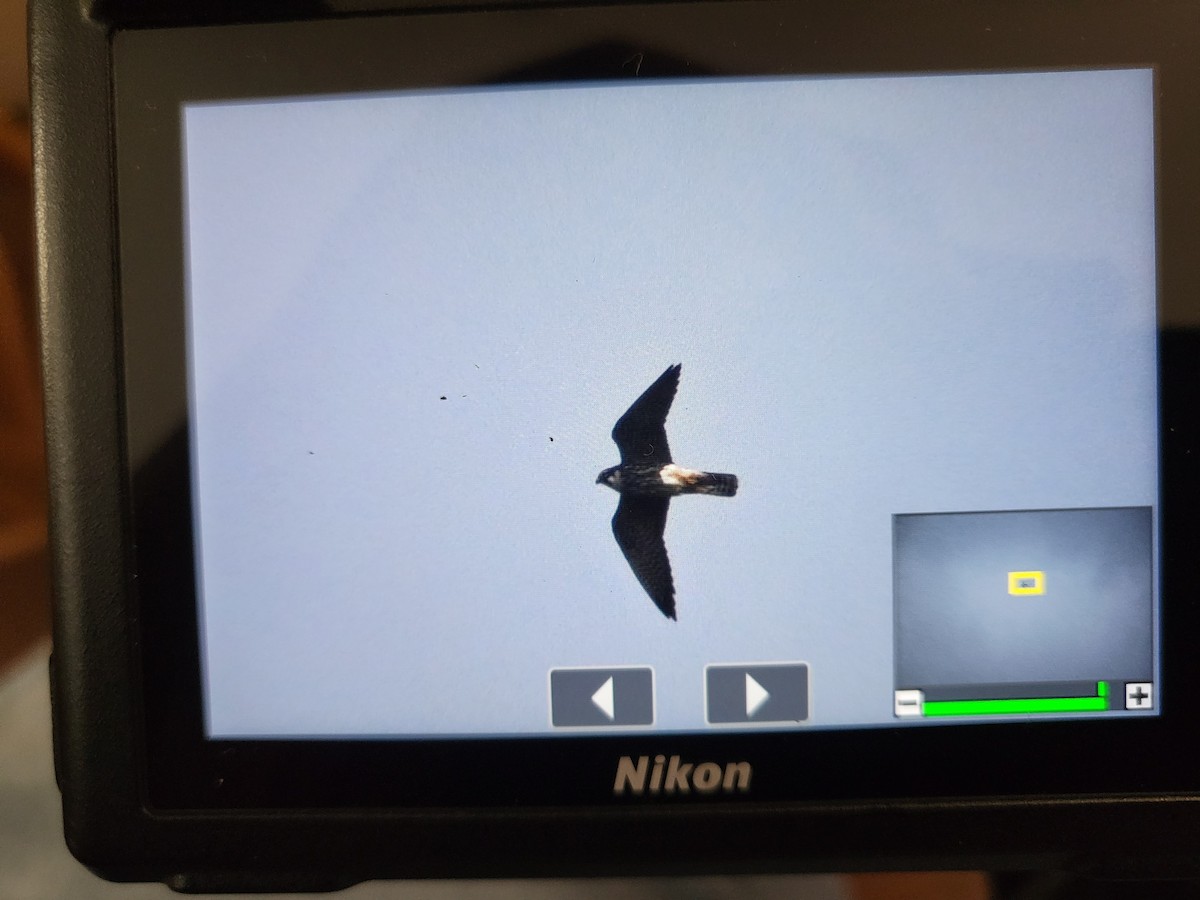 Шууман шонхор - ML638023314