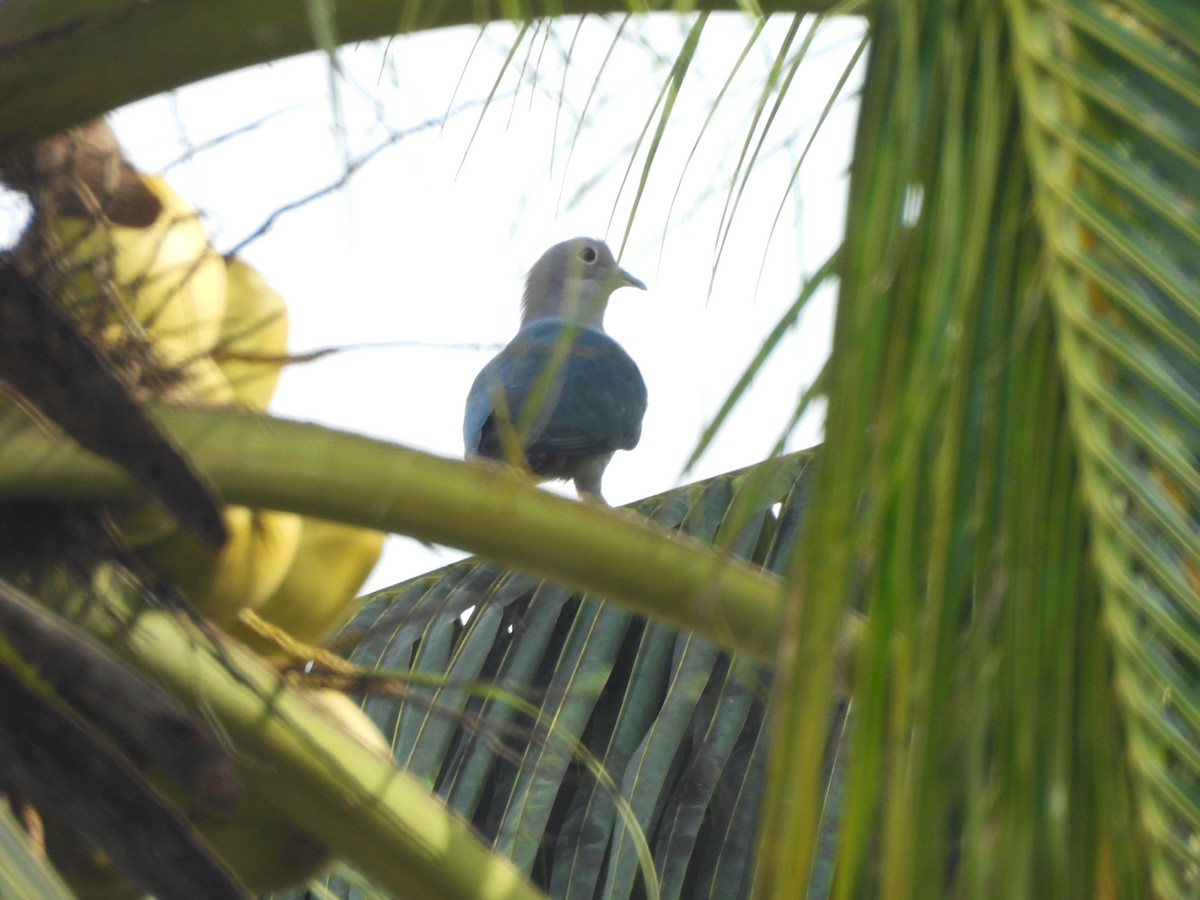 Green Imperial-Pigeon - ML638023343