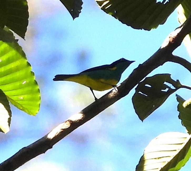 Black-faced Dacnis - ML638023347