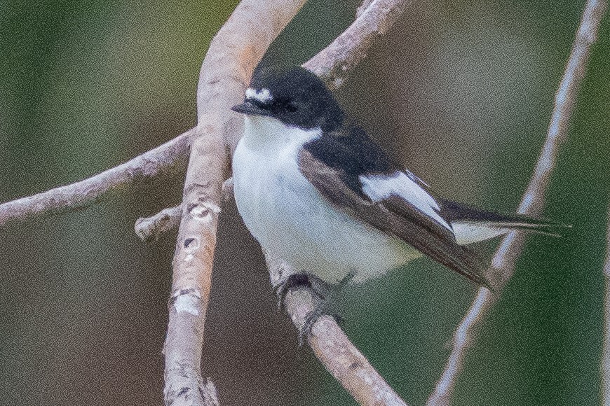 European Pied Flycatcher - ML638023351