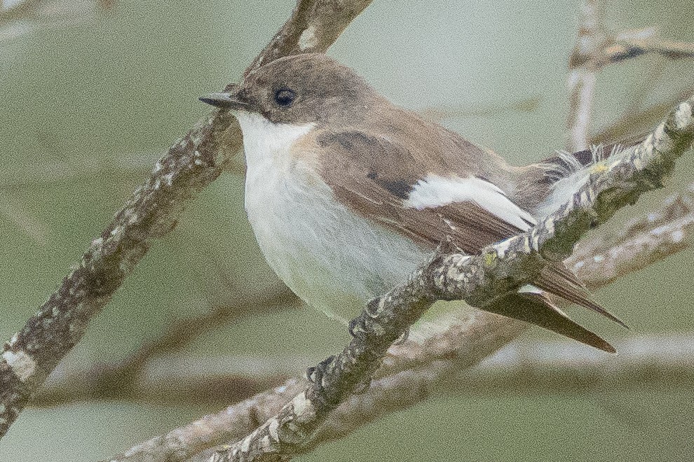 European Pied Flycatcher - ML638023352