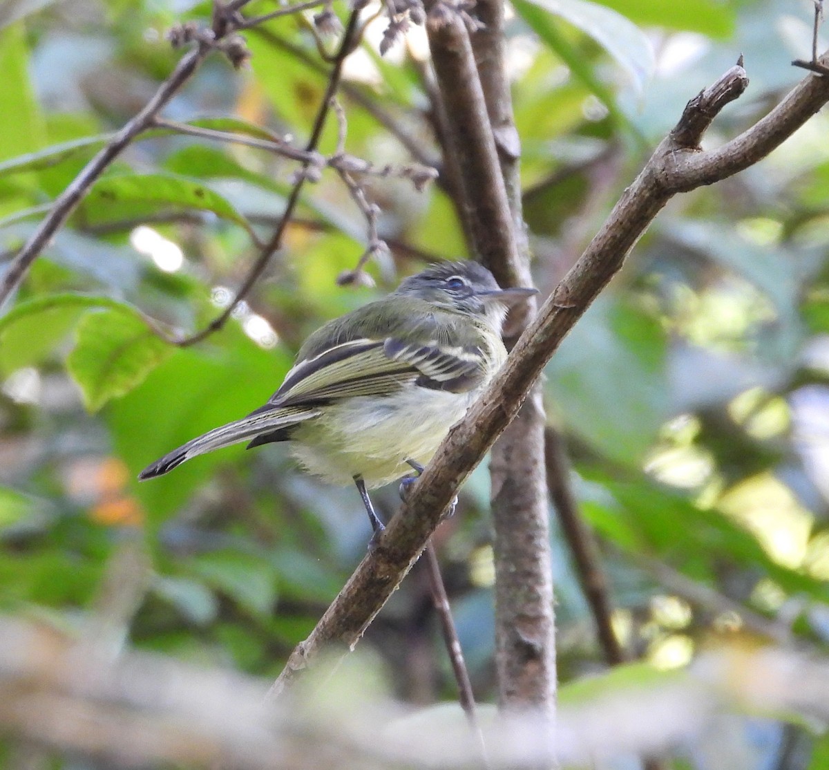 Yellow-olive Flatbill - ML638023408