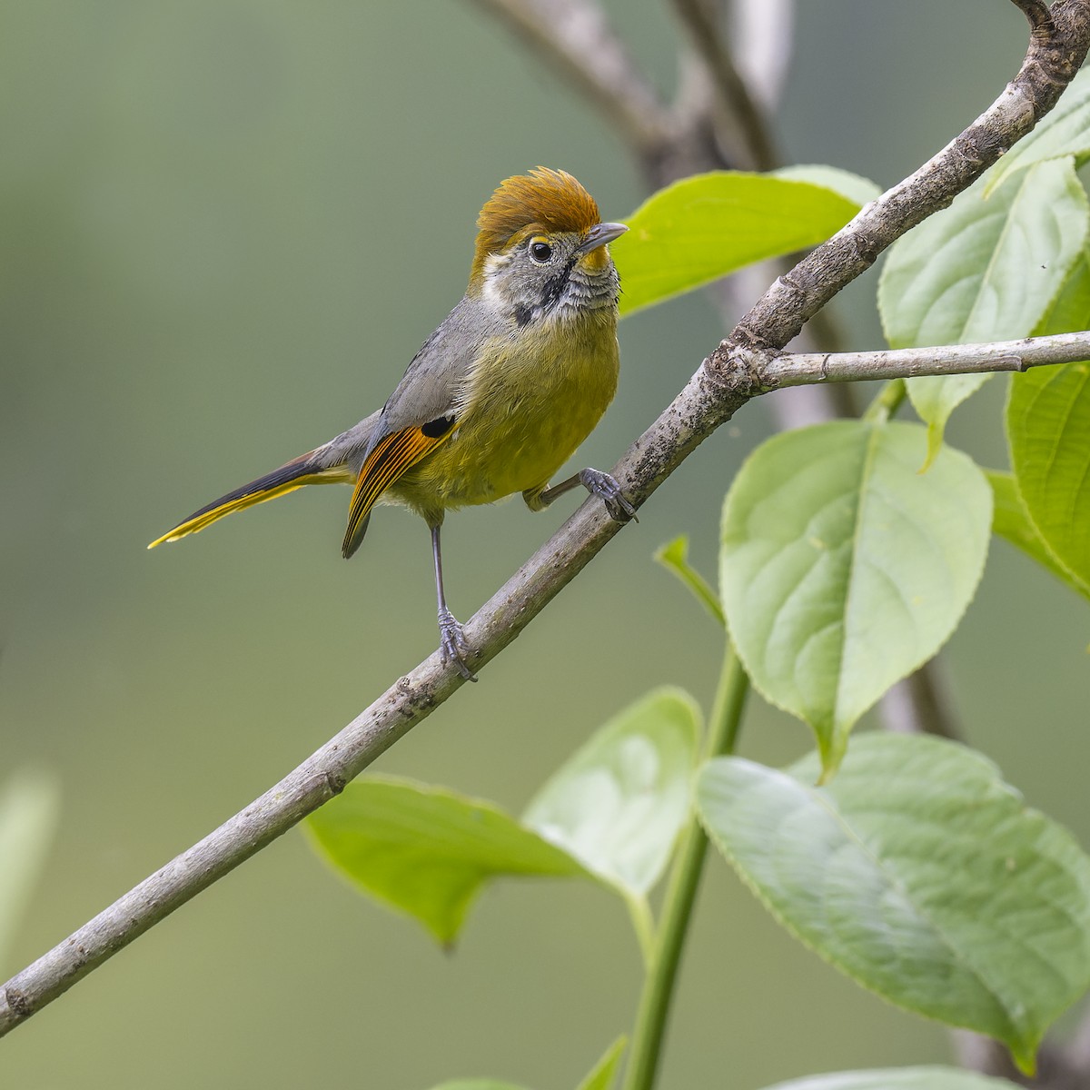 Chestnut-tailed Minla - ML638023426