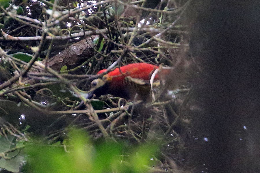 Crimson-mantled Woodpecker - ML638023427
