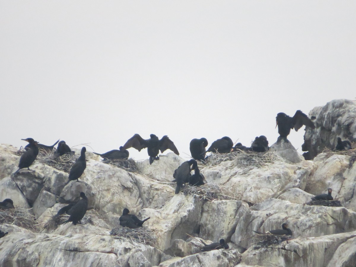 Double-crested Cormorant - ML638023431