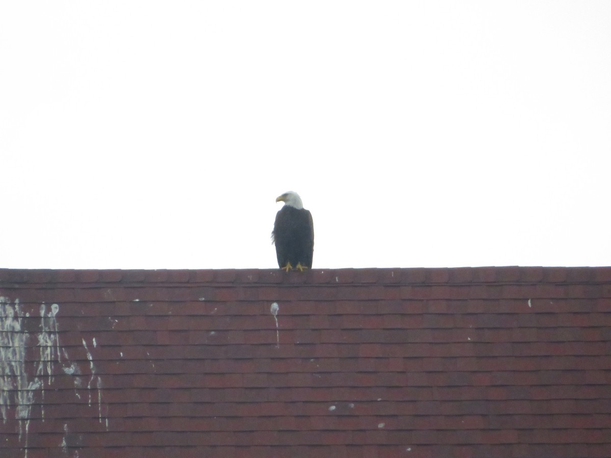Bald Eagle - ML638023437