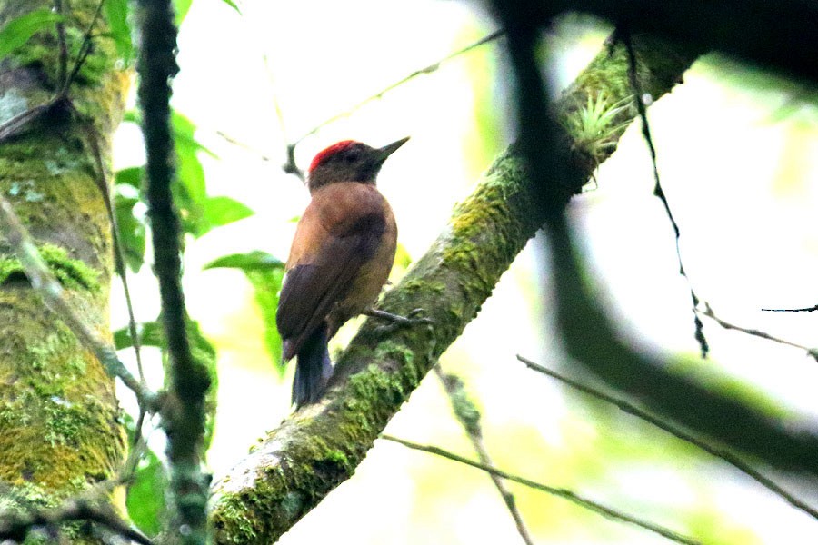 Smoky-brown Woodpecker - ML638023440