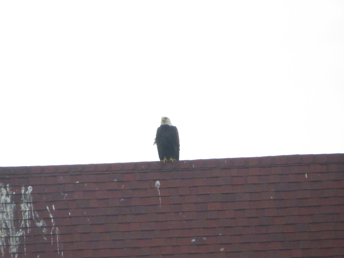 Bald Eagle - ML638023443