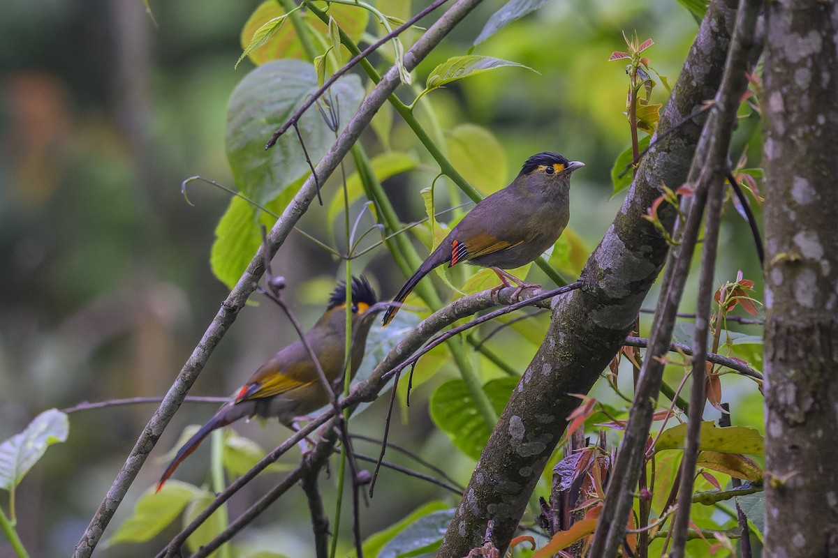 Bugun Liocichla - ML638023460
