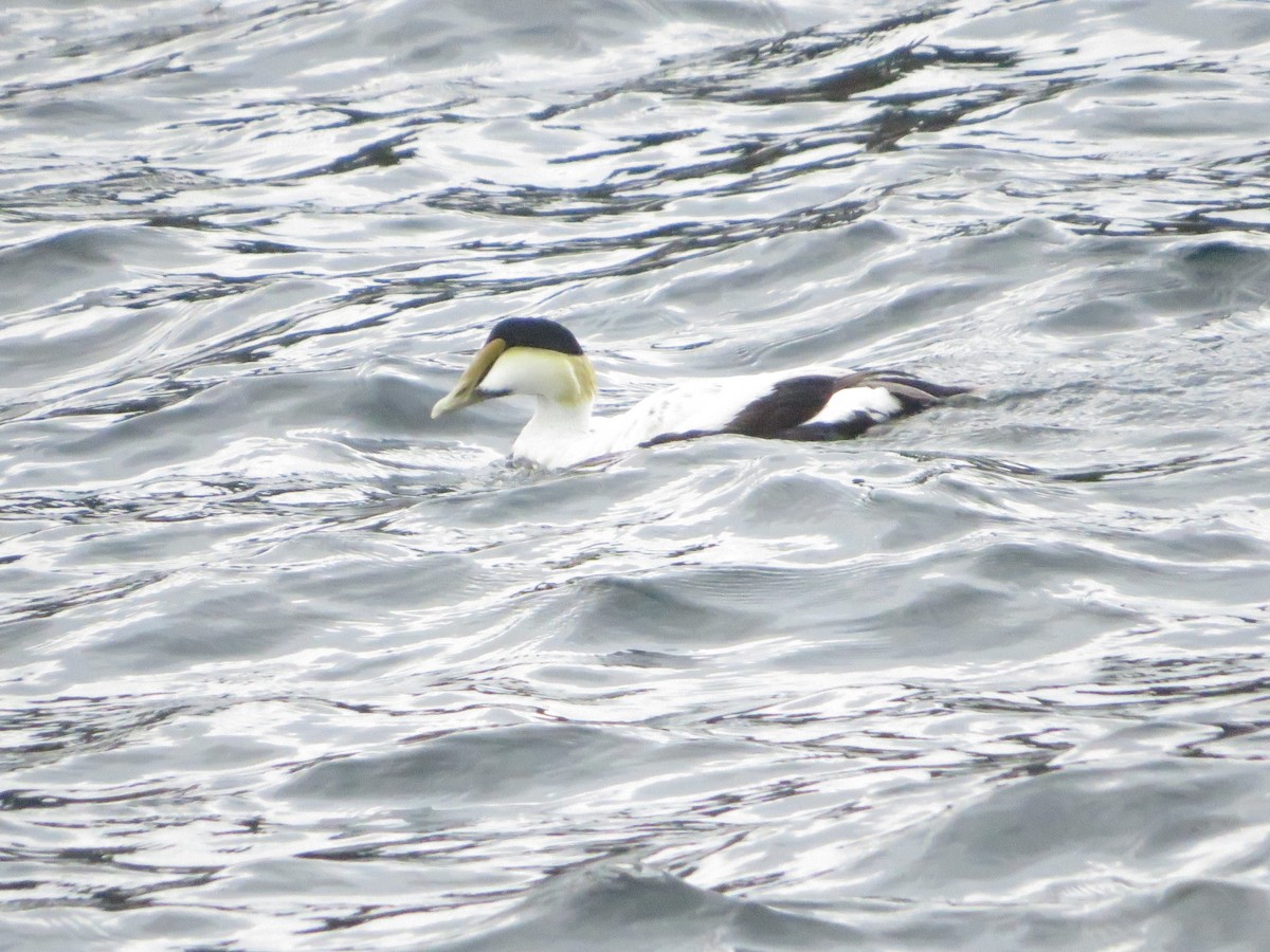 Common Eider - ML638023468