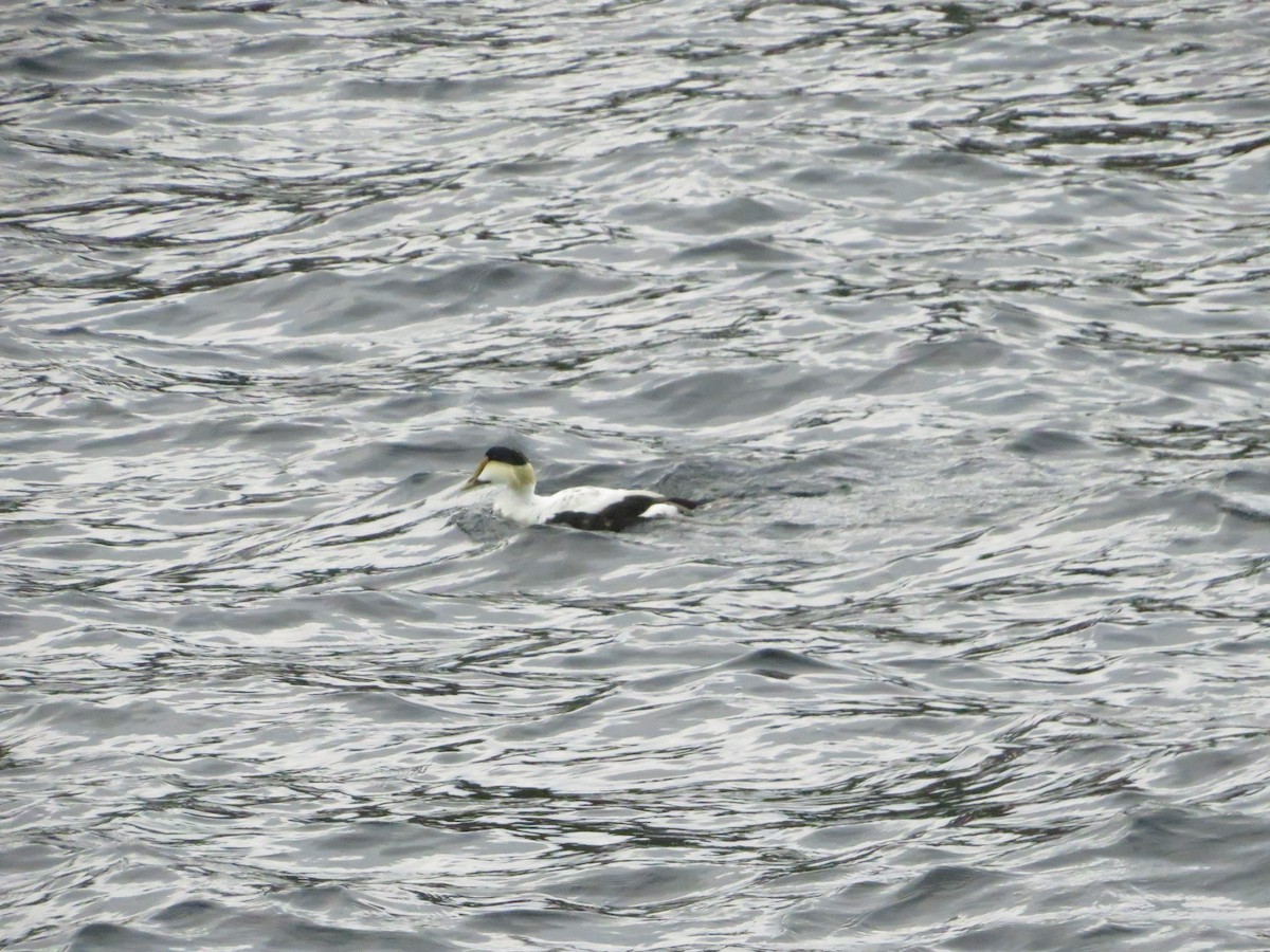 Common Eider - ML638023471