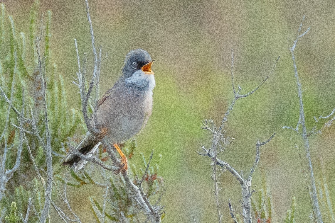 Spectacled Warbler - ML638023473