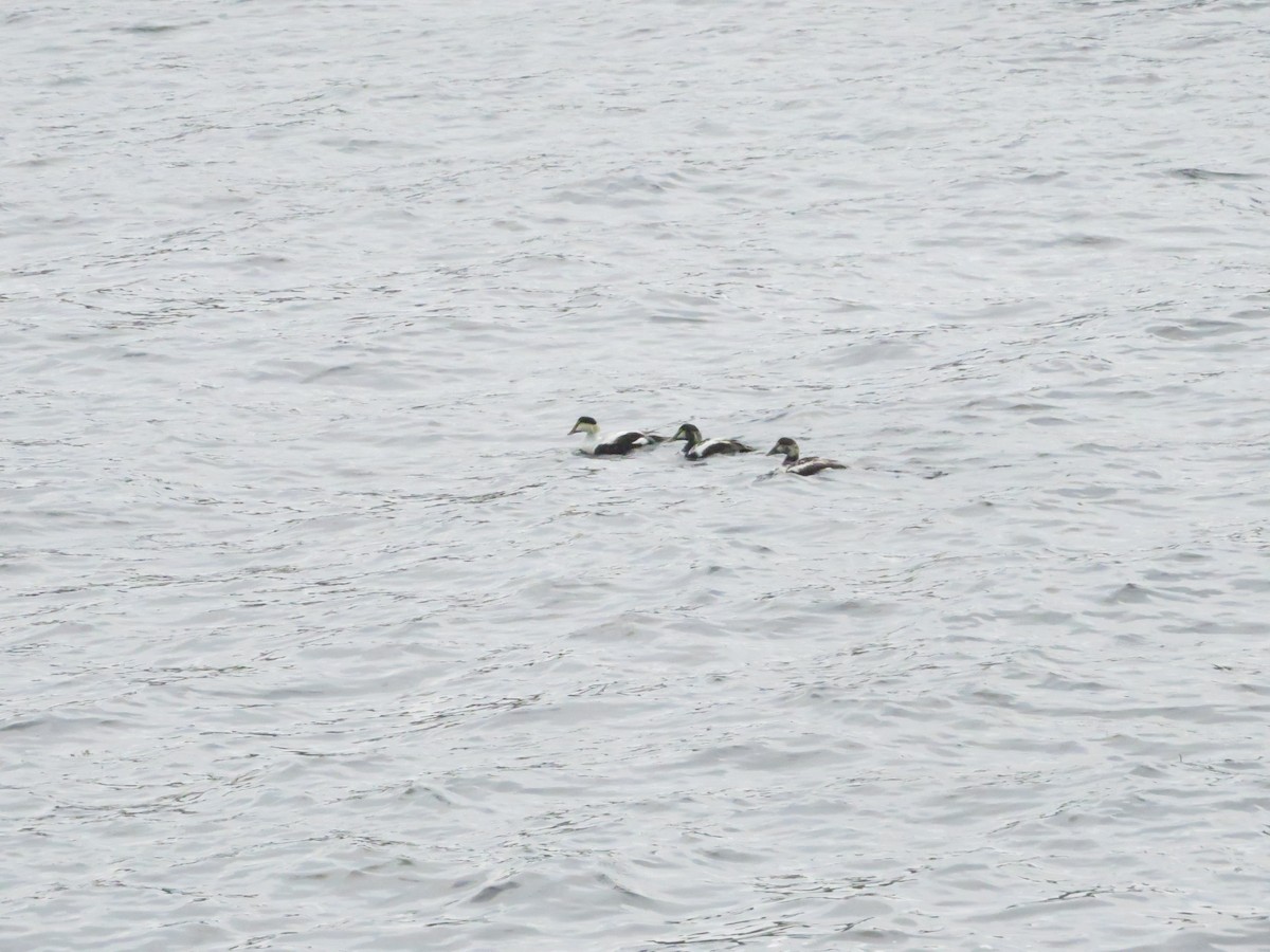 Common Eider - ML638023476