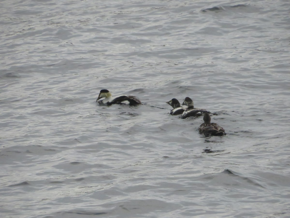 Common Eider - ML638023483
