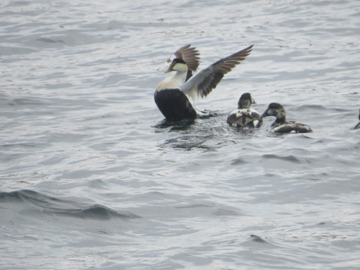 Common Eider - ML638023486
