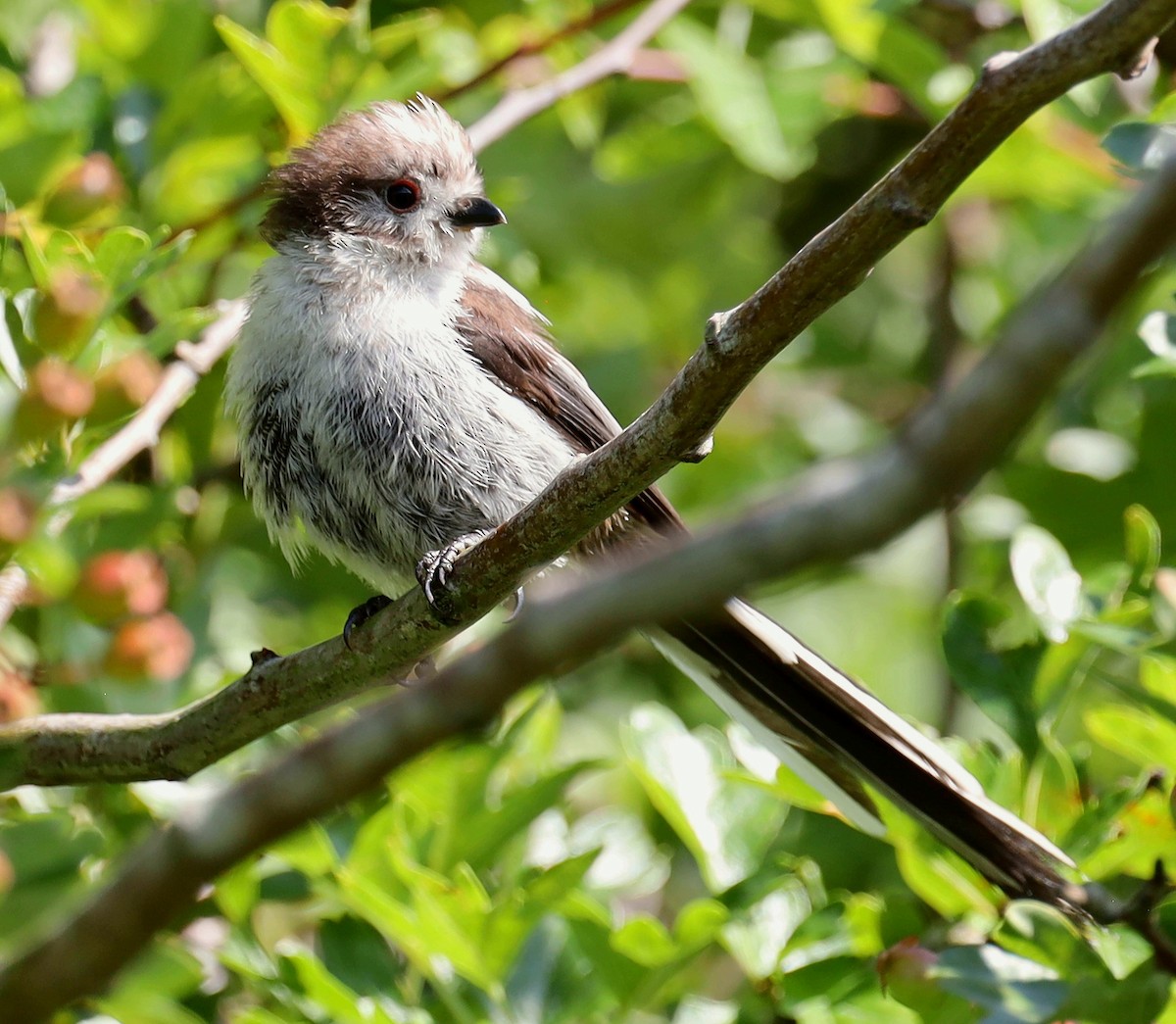 Long-tailed Tit - ML638023506