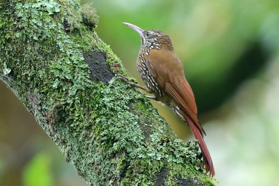 Montane Woodcreeper - ML638023514