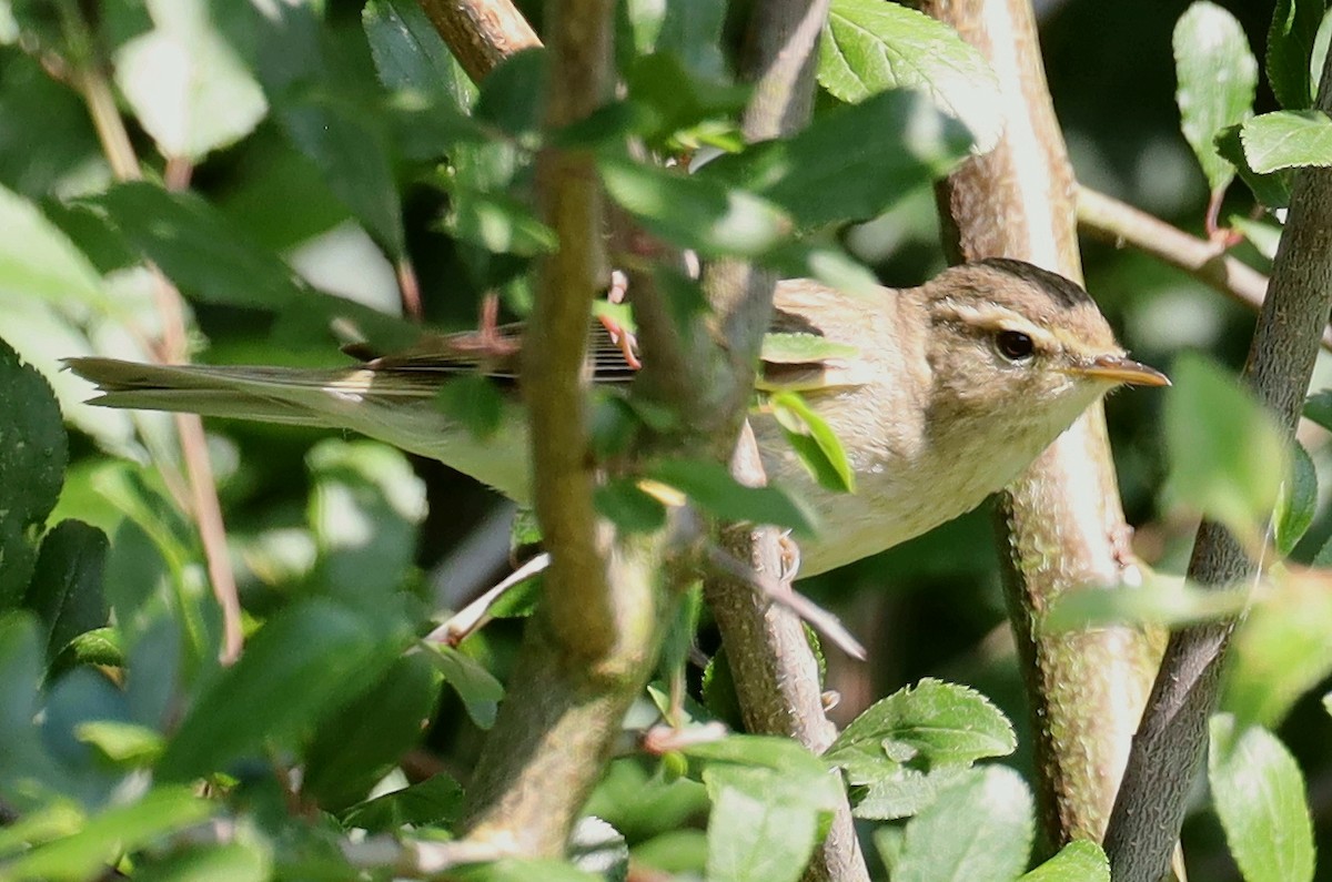 Willow Warbler - ML638023520