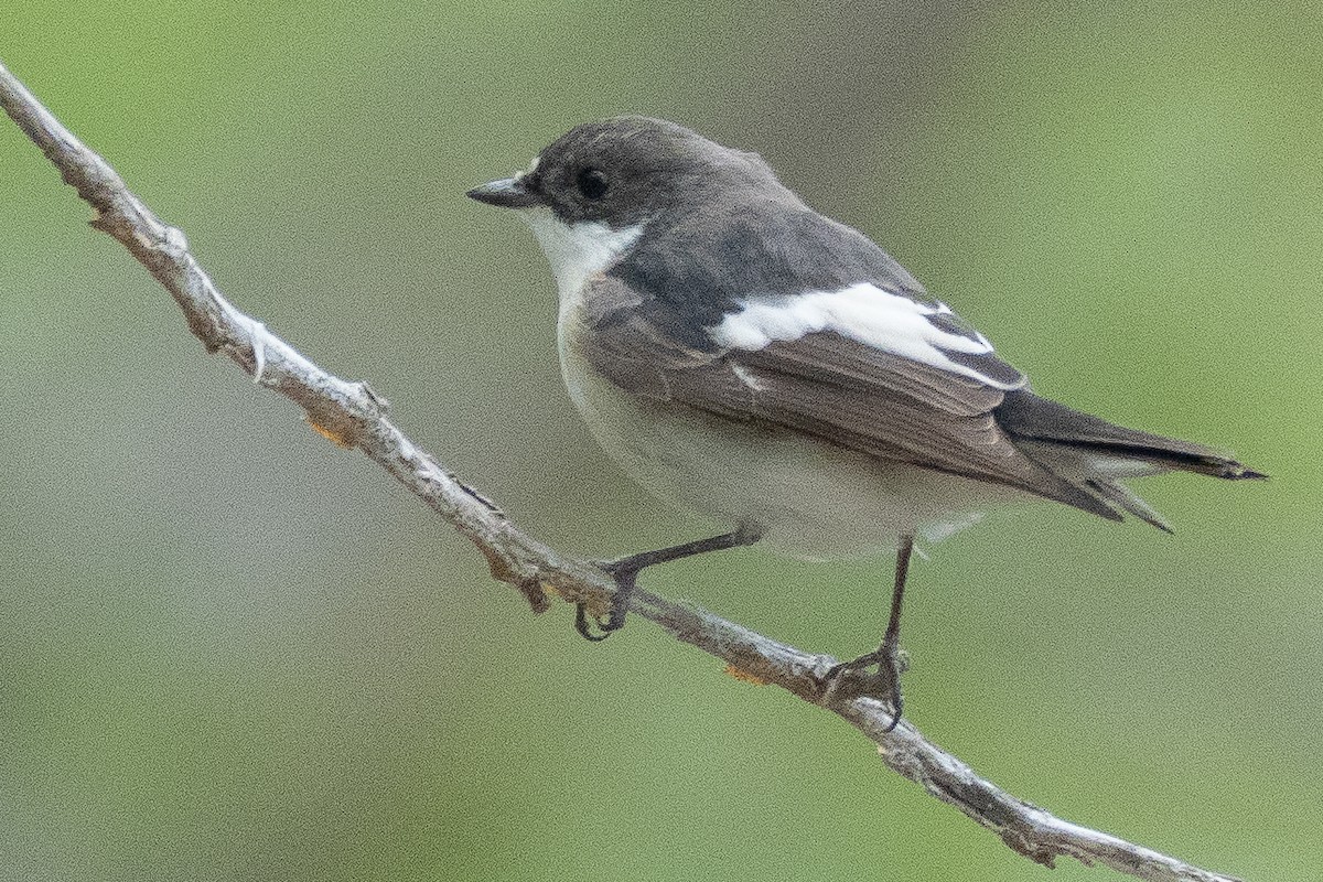 European Pied Flycatcher - ML638023523
