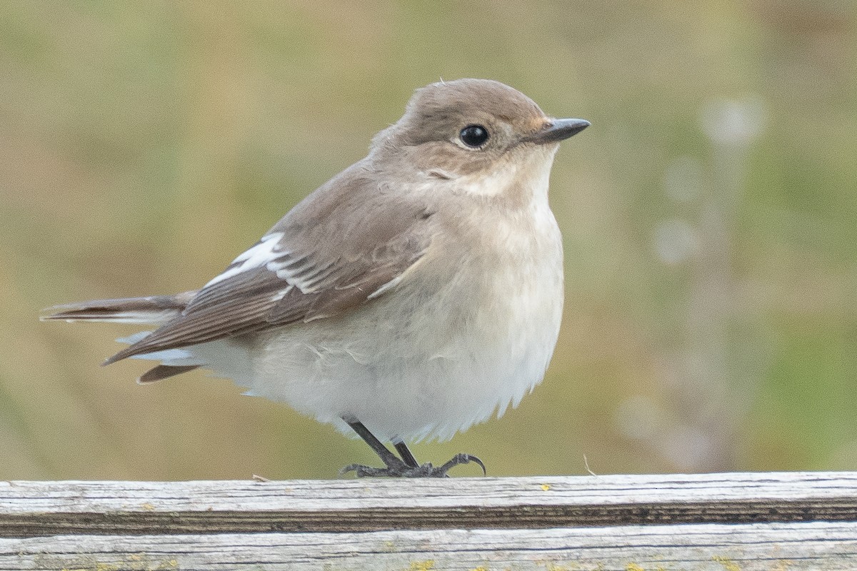 European Pied Flycatcher - ML638023525