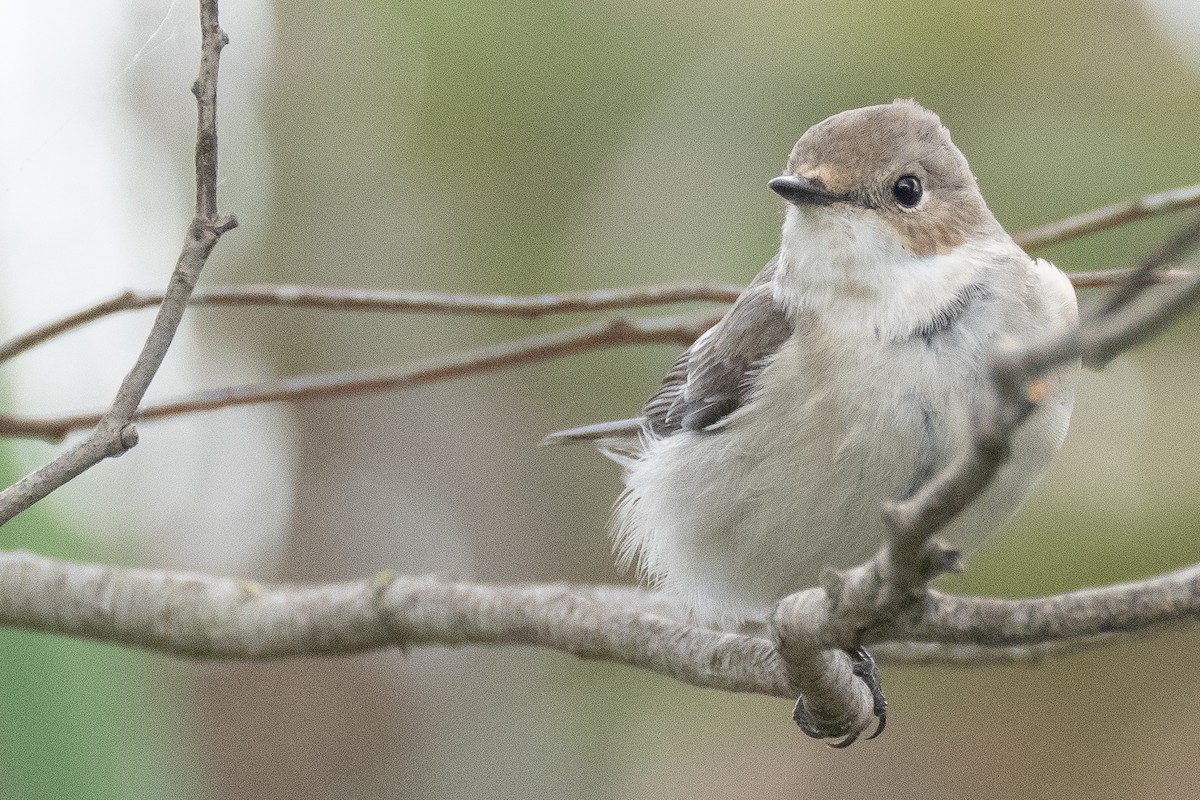 European Pied Flycatcher - ML638023526
