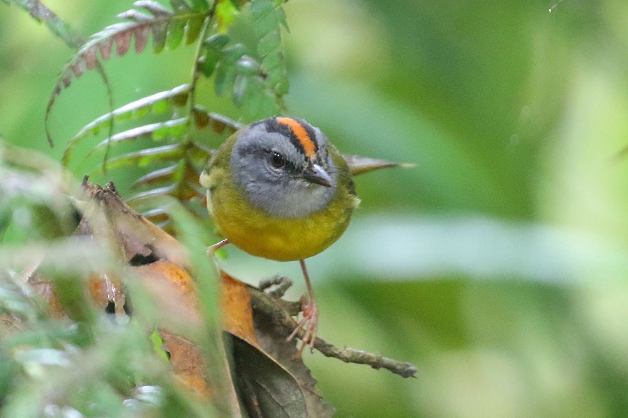 Golden-fronted Redstart - ML638023552