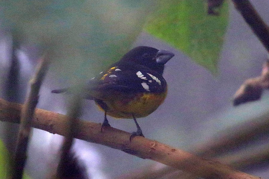Black-backed Grosbeak - ML638023561