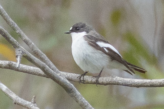 European Pied Flycatcher - ML638023578