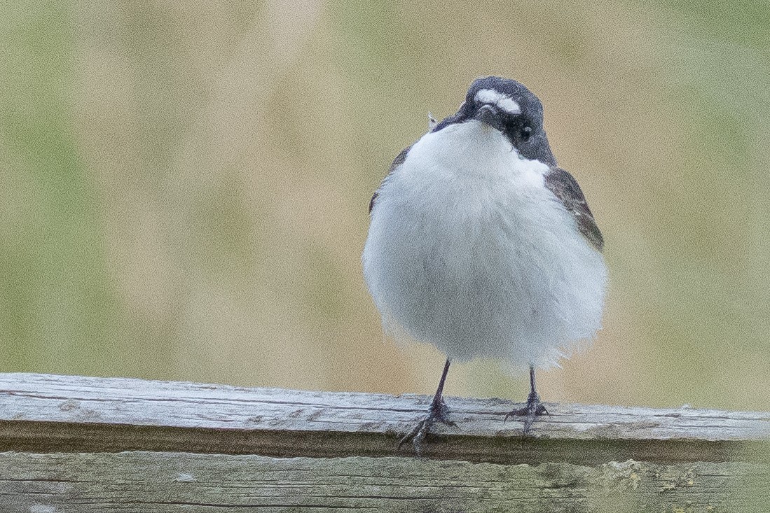 European Pied Flycatcher - ML638023579