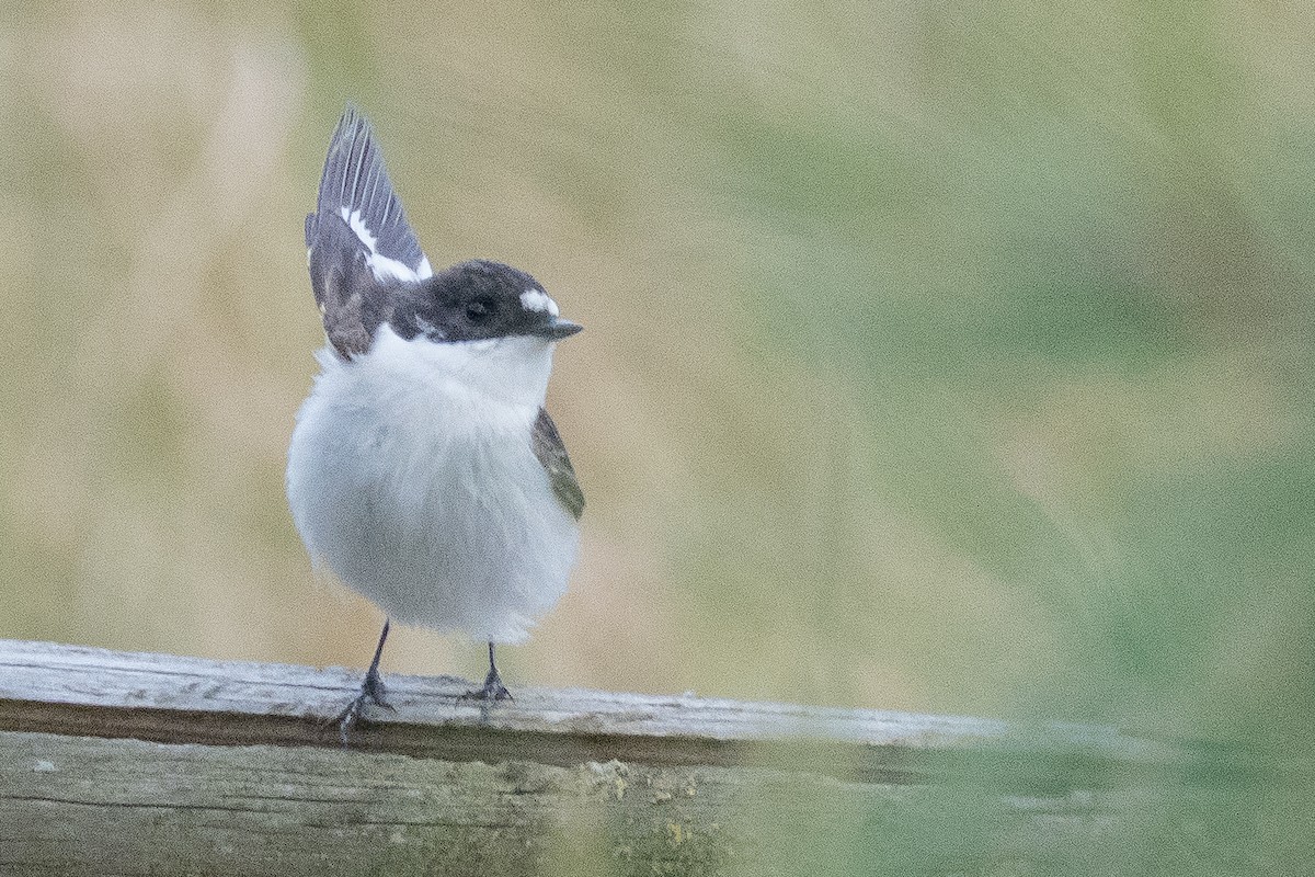 European Pied Flycatcher - ML638023580