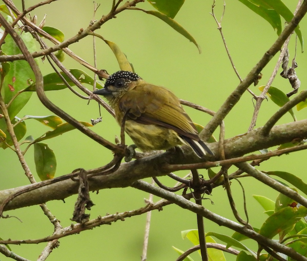 Olivaceous Piculet - ML638023594