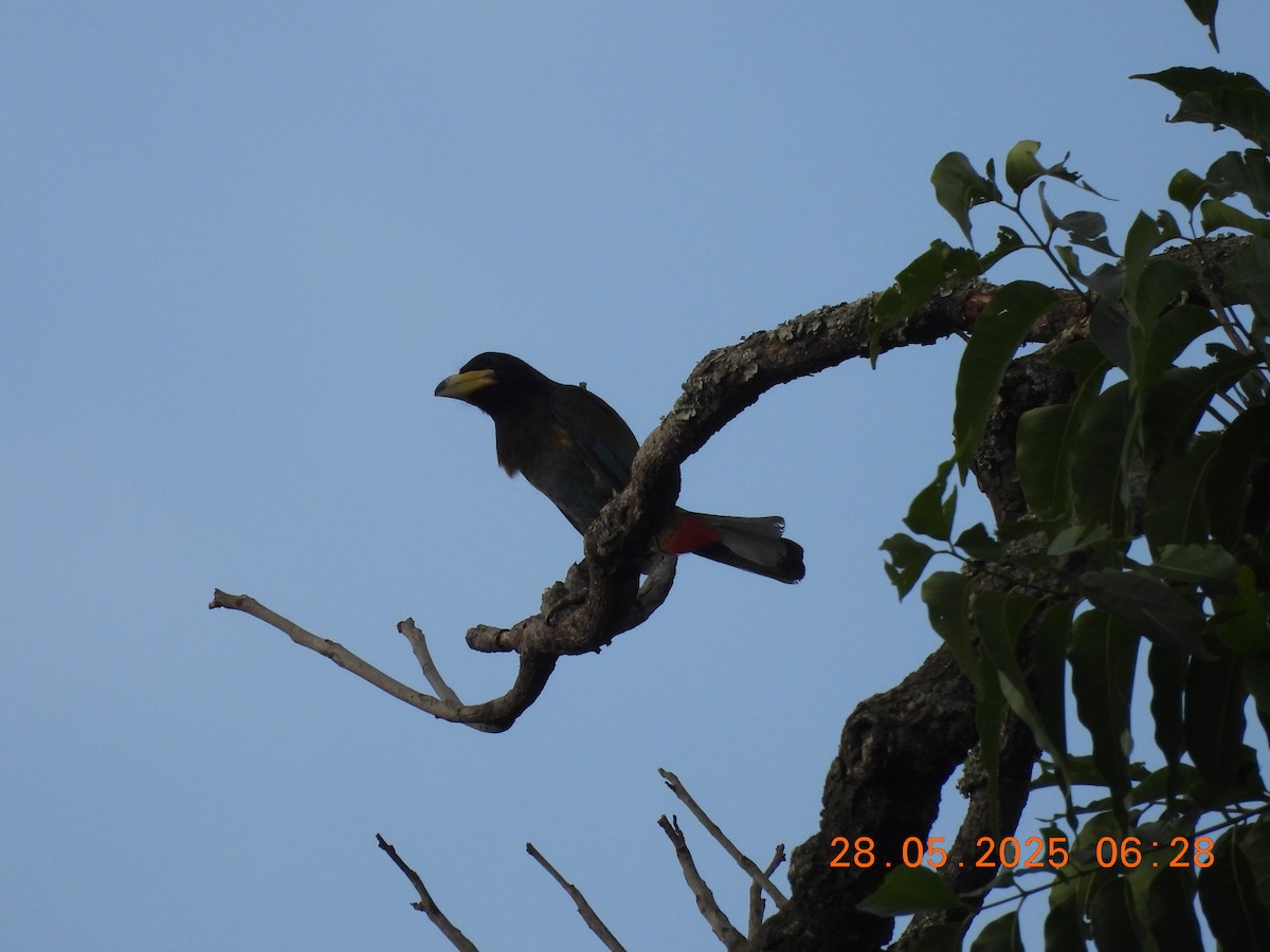 Great Barbet - ML638023607