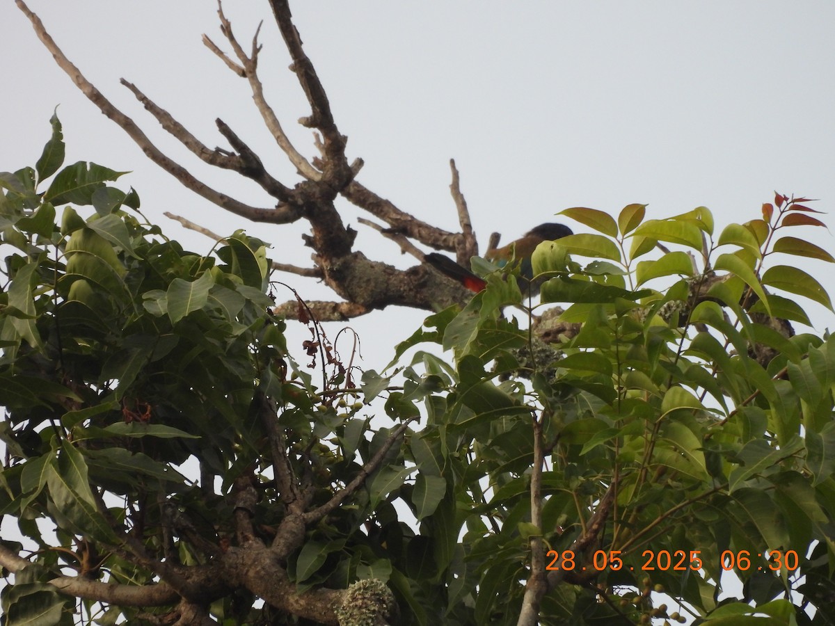 Great Barbet - ML638023610