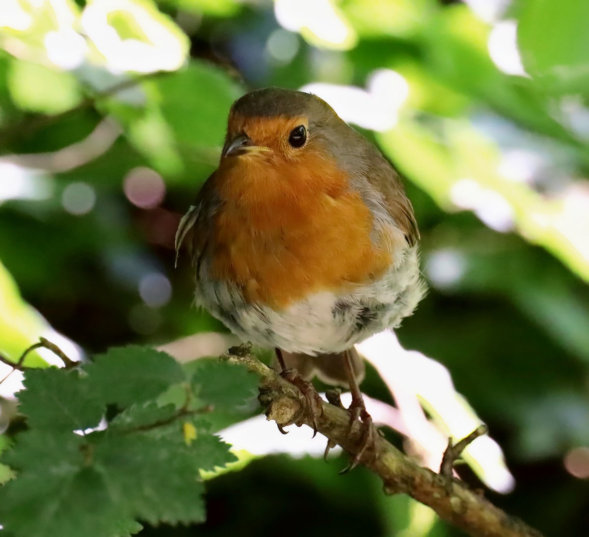 European Robin - ML638023634
