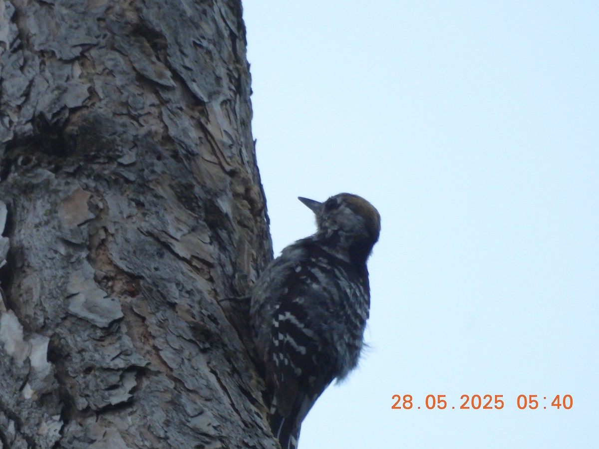 Brown-fronted Woodpecker - ML638023637
