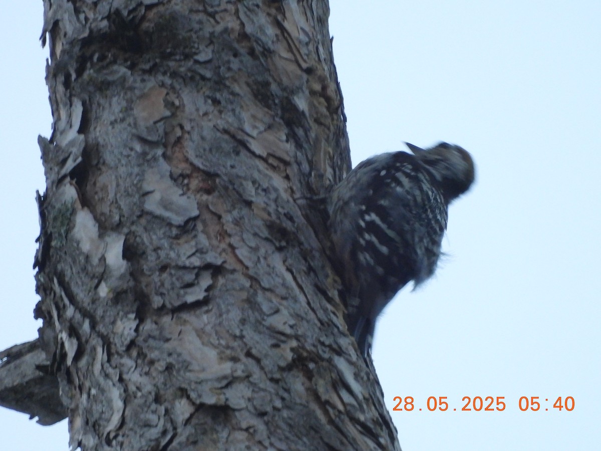 Brown-fronted Woodpecker - ML638023638